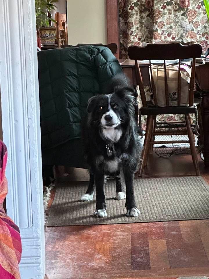 Bossy border collie wants to go for his 8 am walk. Pronto!!!