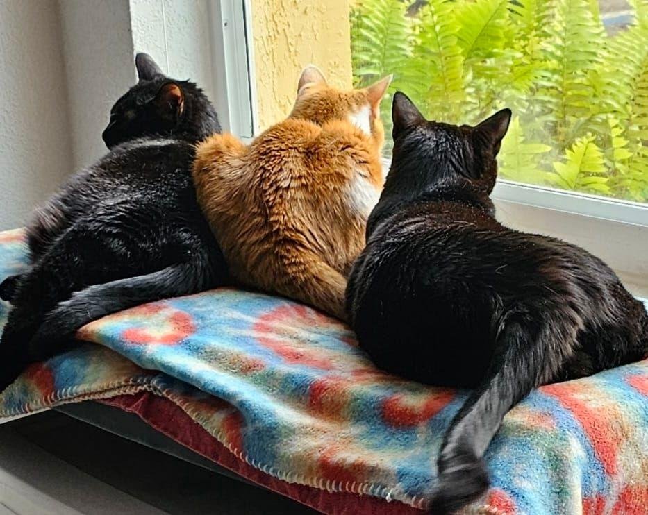 Two out of three cats agree, live-streaming window TV is more interesting than Netflix. (This morning, left-to-right: Roxie, Richie, and Billie.)