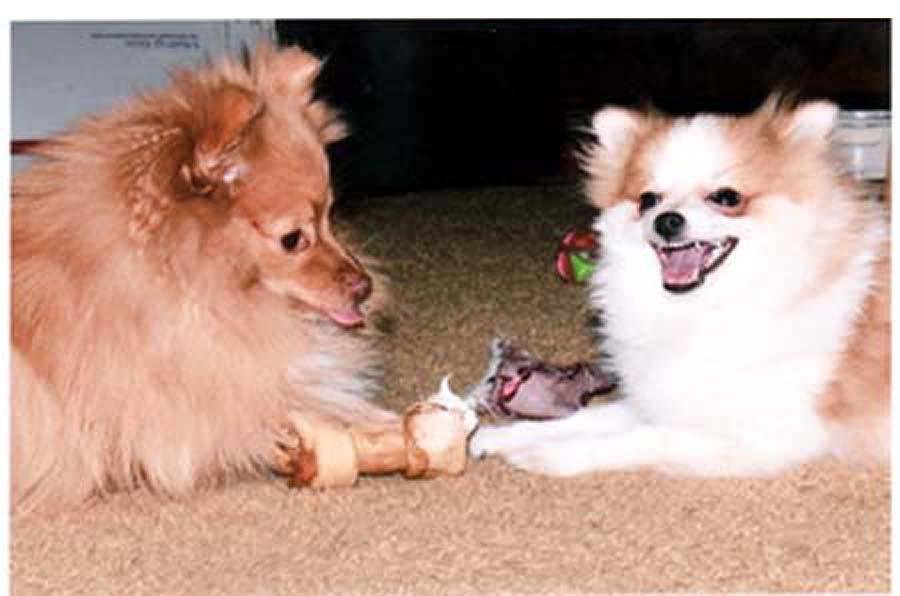 Best Friends, Bobby and Arthur Pendragon (the Little Thug)