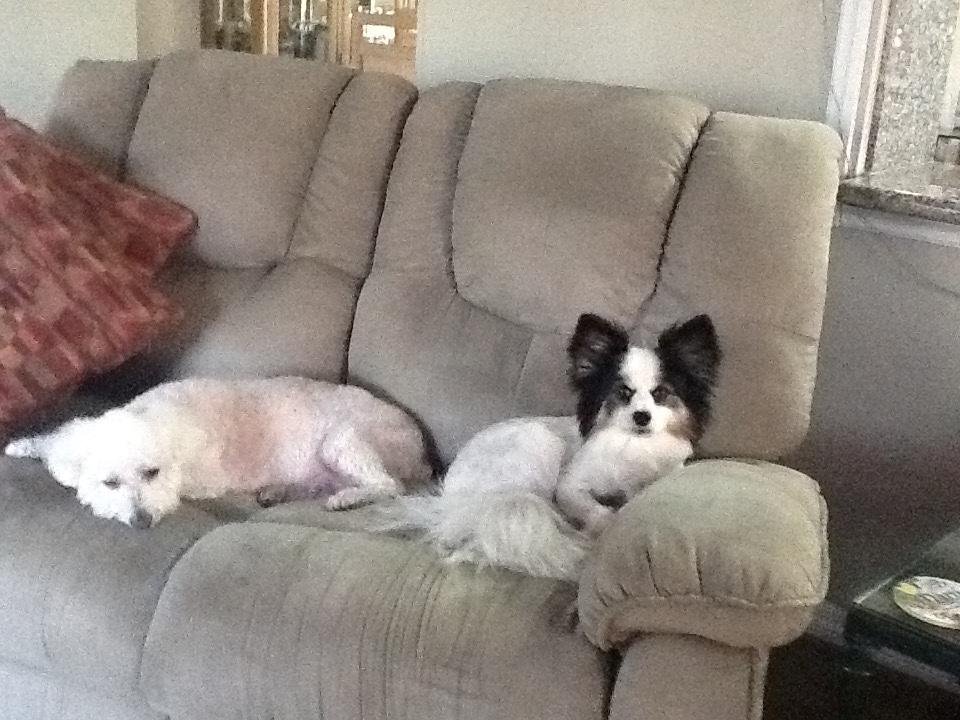 My boys. Hi Ken thought you would like a picture of the boys. Hope your enjoying Sanibel Island even thought it's for work. Miss ya. 😀
