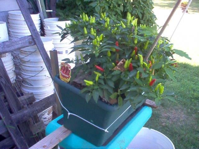 Future Chilli powder