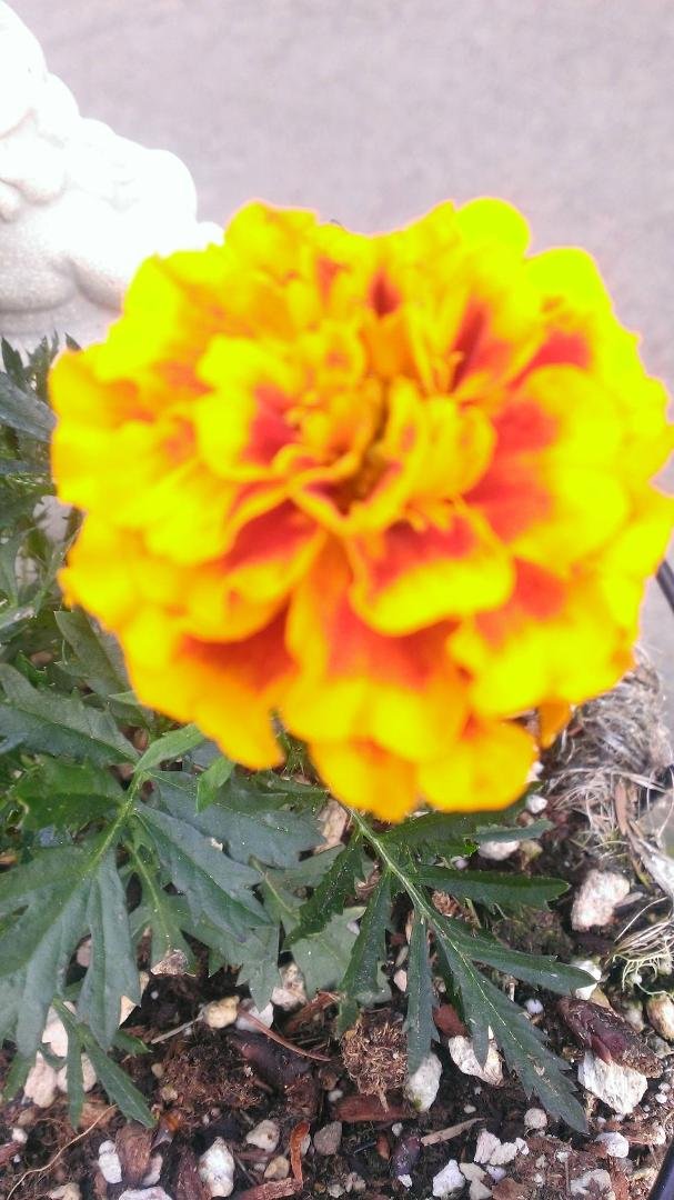 Favorite flowers