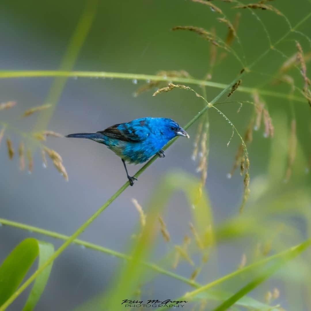 Indigo Bunting
Looking for food