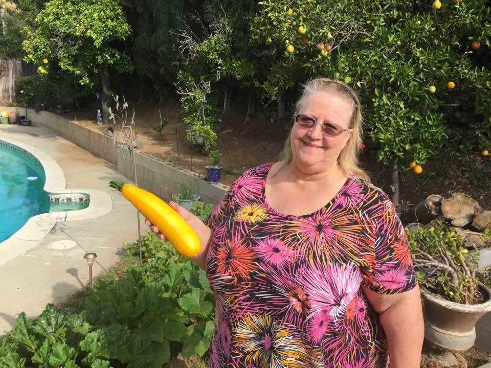Yellow squash harvest!