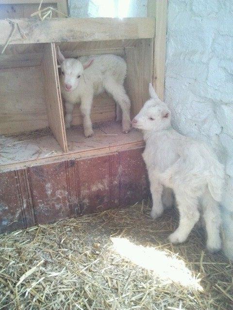 Hillside Farm's newest additions