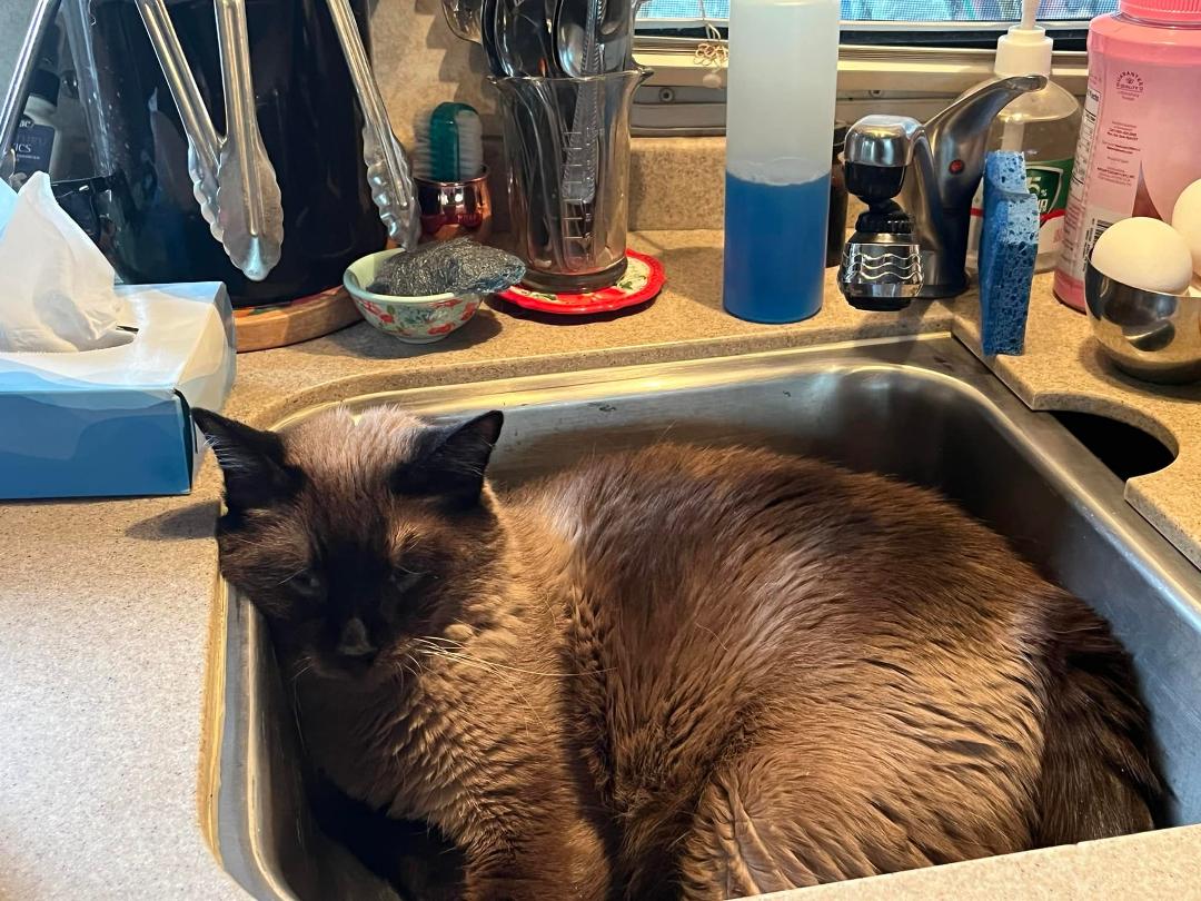 My silly boy Humphrey…guess he found the coolest place in the house