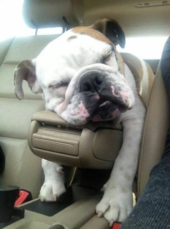 Its Monday again..I am Up and awake on the outside.. on the inside however.. this is about my energy level.. Have a great week!