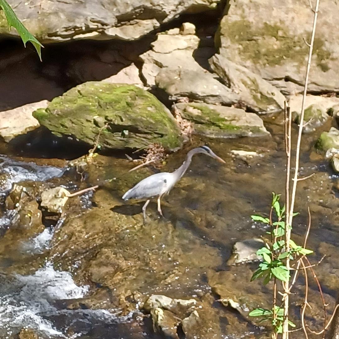 Blue heron in Peavine Creek at Emory campus.