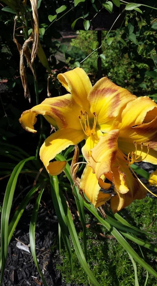 Barbara Worcester's album, Mobile Uploads