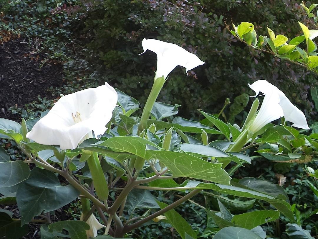 Our Moon Flowers. They come out at night and close up in the morning. We usually have 6 to 8 open every evening. So Beautiful.