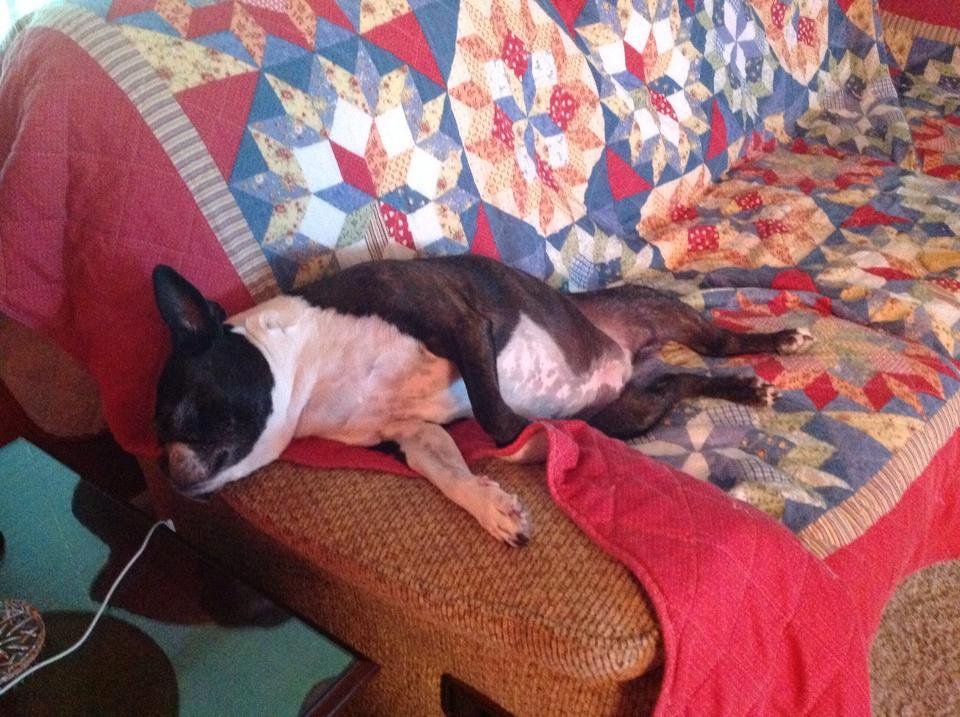 Home from Ocracoke. Jenny enjoying her couch !