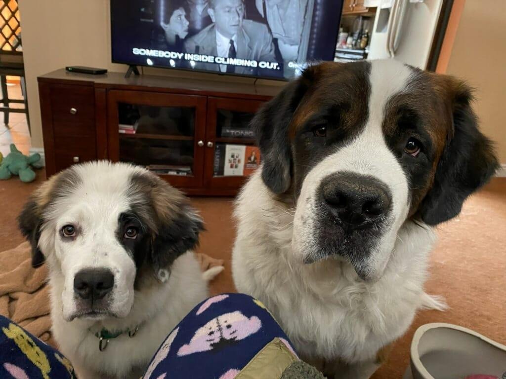 Max and Snowy sending love and get well wishes for Kingsley!