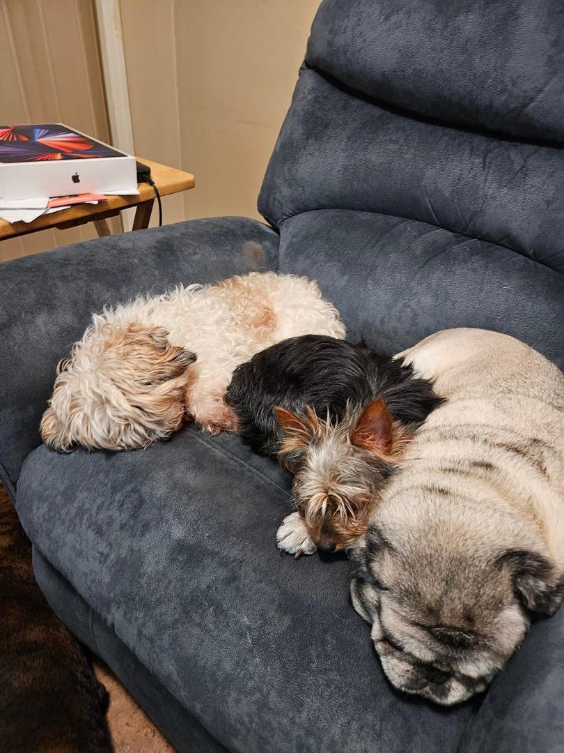 Peaches, Ava, and Jake.