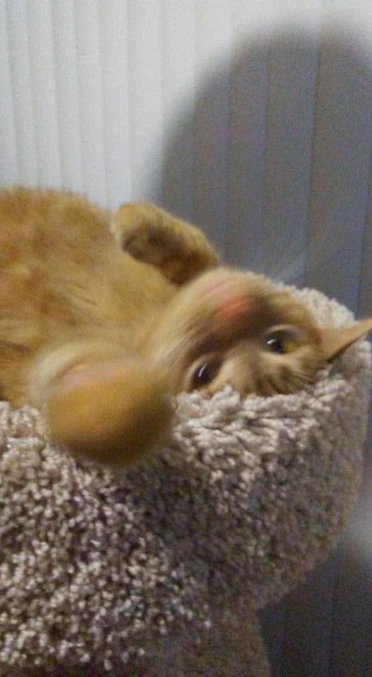 My little kitty Tabitha in her tree....she turned 2 5/18/16...don't let her adorable look fool you, lol !