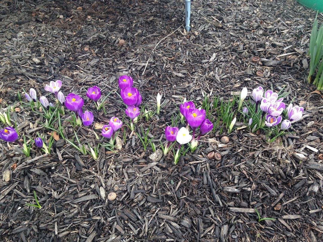 What a beautiful site I woke up to. The sun was shining earlier!  I love our four seasons, but I am ready for SPRING!!