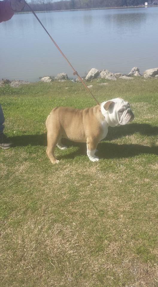 CarMar Butcher You Make Loving Fun. "Watson ". Out of CH CarMar Butcher's Holy Moly Ally. Sire CH Jer-ne's Dooley Woods Right Hand Man. 5 months old.