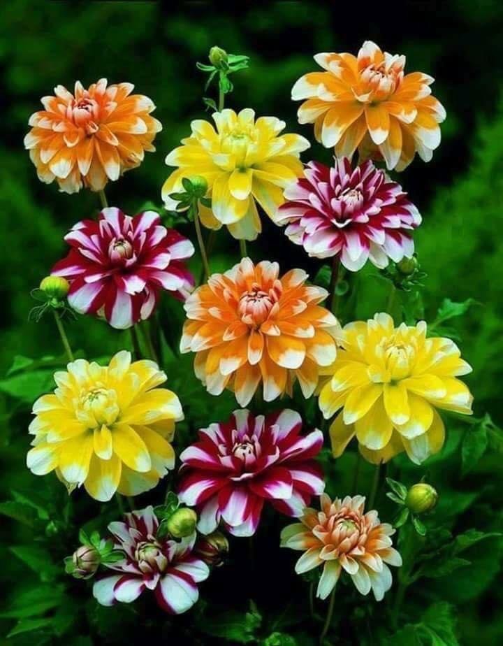 Good Morning all this Festive Friday! Enjoy Family Fun Food and Fellowship with Friends. 
I Love You 💛!
