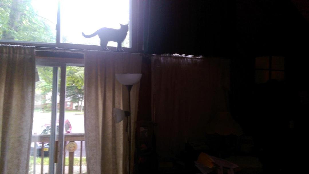 My Misty likes heights!
