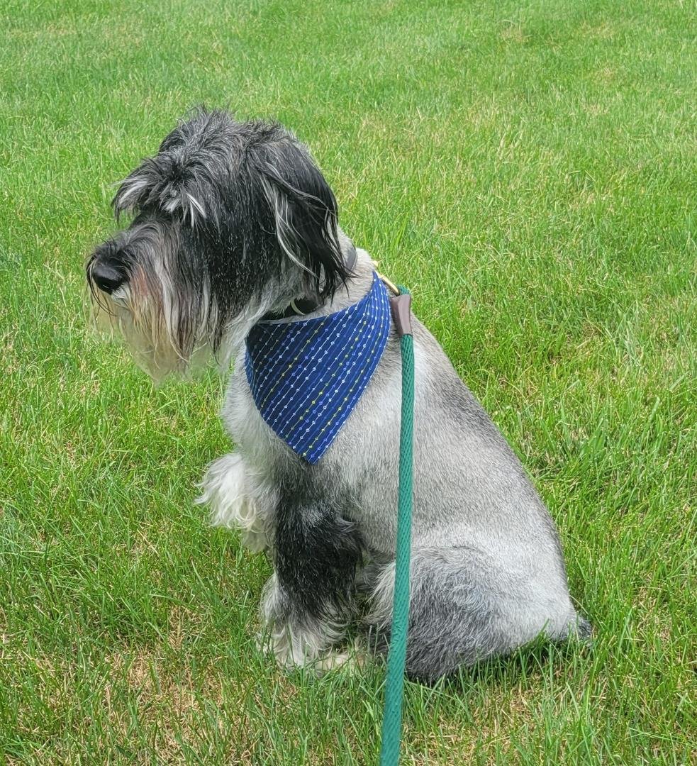 Boone got his August hair cut. Thanks Dawn Dallas Ash, another great job 👌