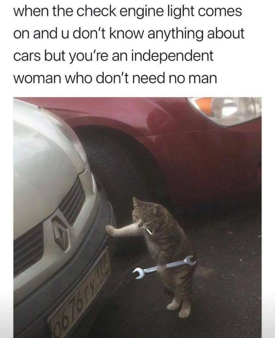 Watch out " this is the cat 🐱 napper " 👀 looking to steal parts off your car 🚗 "