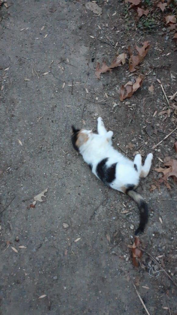 2nd kitten