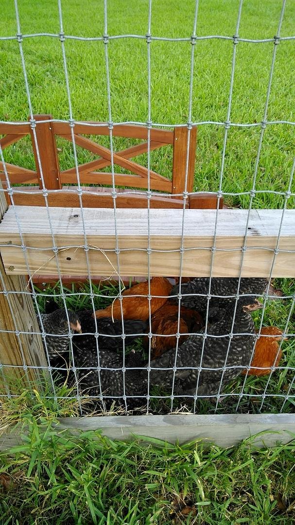 Cute chicks lying low. I've named three so far.