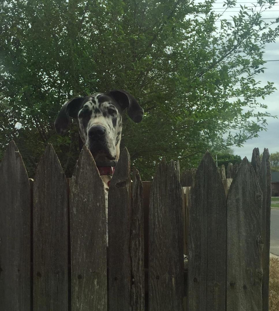 Hello! Can I please come in the house now you are home?