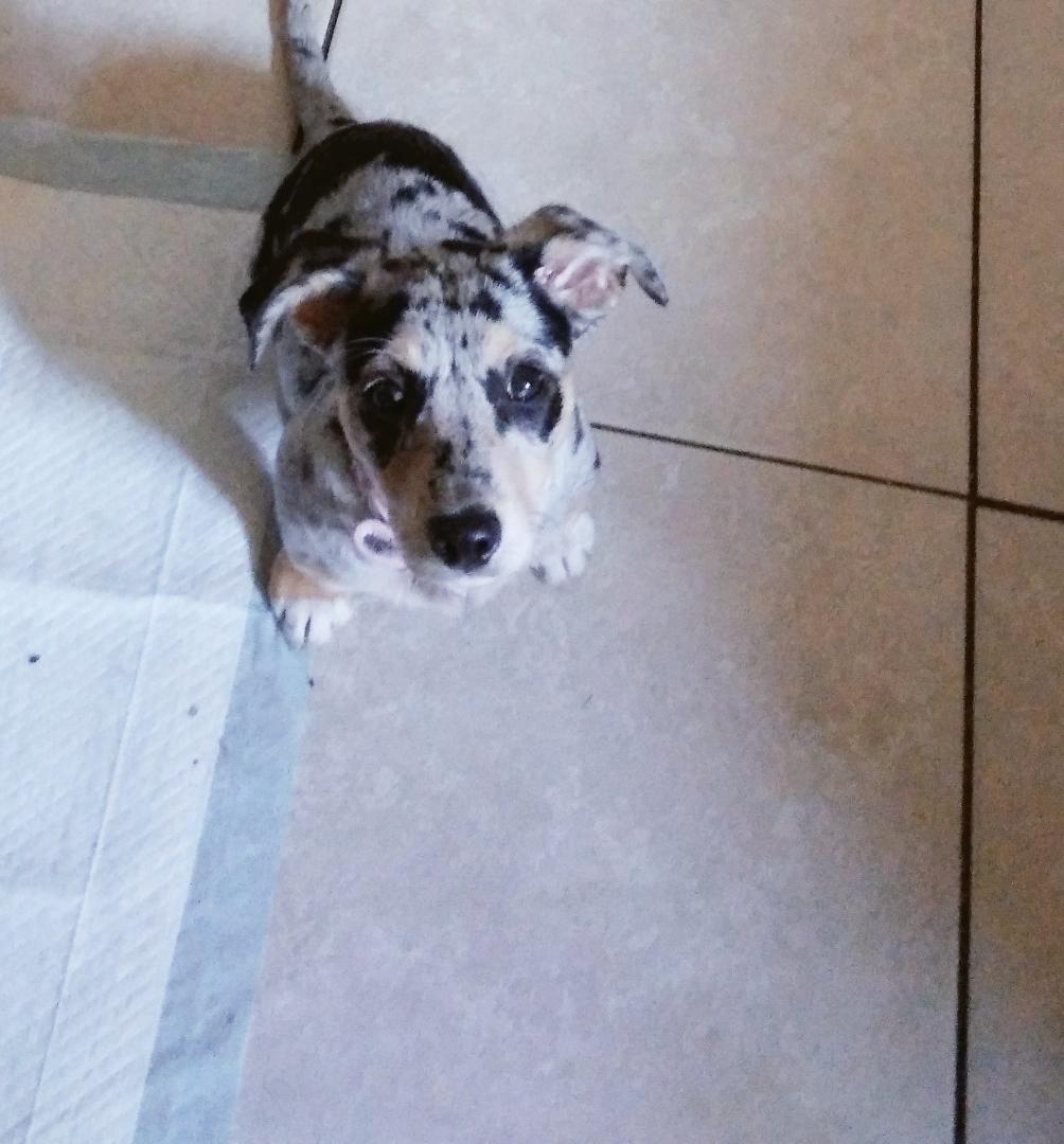 This is Pebbles Maddy she is 3 months