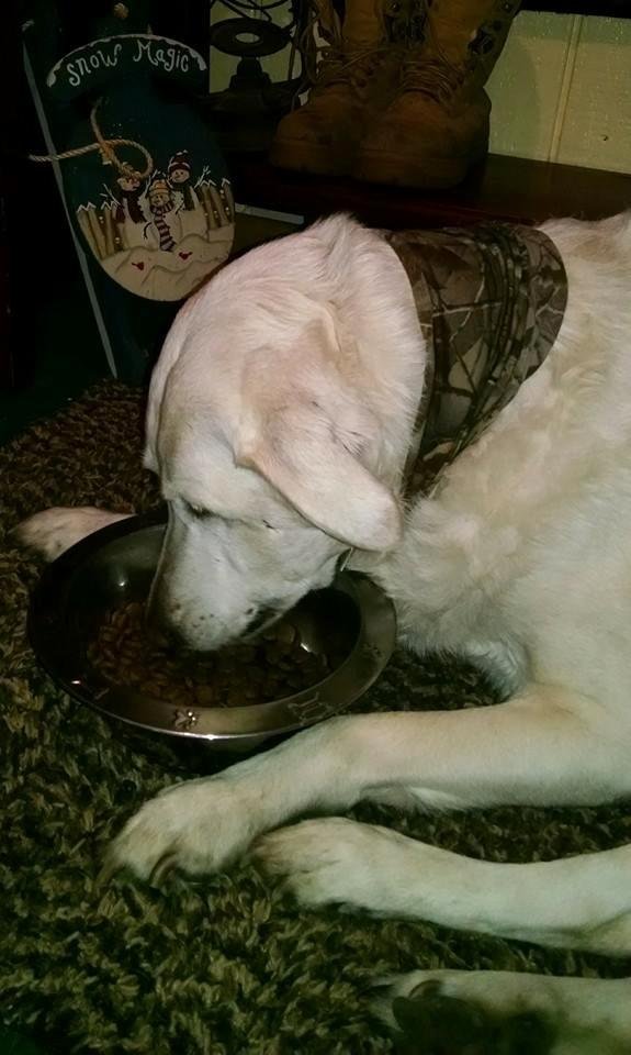 Angel,  chillin after a day hunting.
