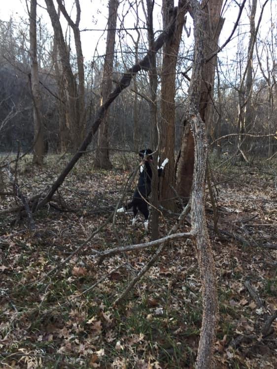 Roxy, going after a squirrel.