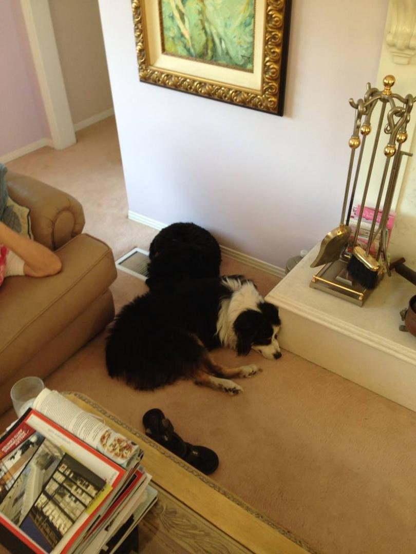 Rosie protecting the AC vent from Teddi