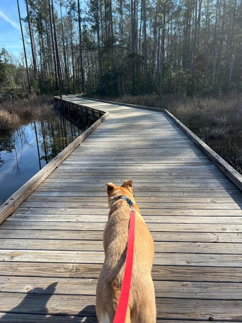 Zion enjoying his walk in the warm Florida weather☀️
Fingers crossed we don’t meet any alligators 🐊