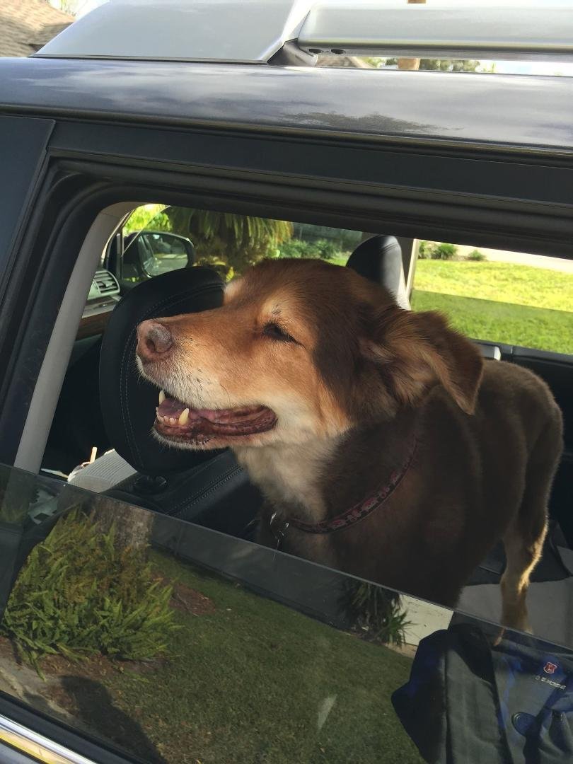 Loosing my best and most loyal friend today. She has been with me through great and tough times, always at my side, always happy to be there. We have shared an exceptional life together and I have loved her every minute.