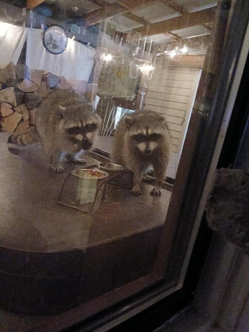My buddies are back, enjoying the cat food.