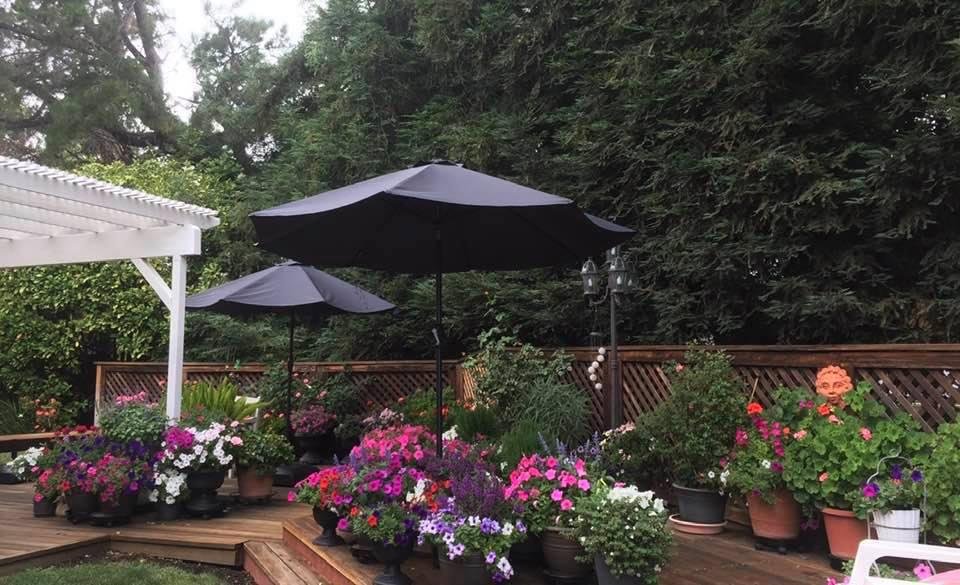 Overcast with a slight chance of rain and high 90,s thru the week.  Umbrellas as to protect my flowers from the sun😂😂😂