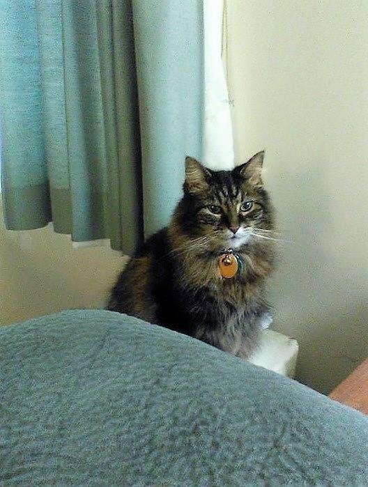 2morrow will b 1 year,
since Scruffy died.
I still miss her.
I least I got Mickey back.