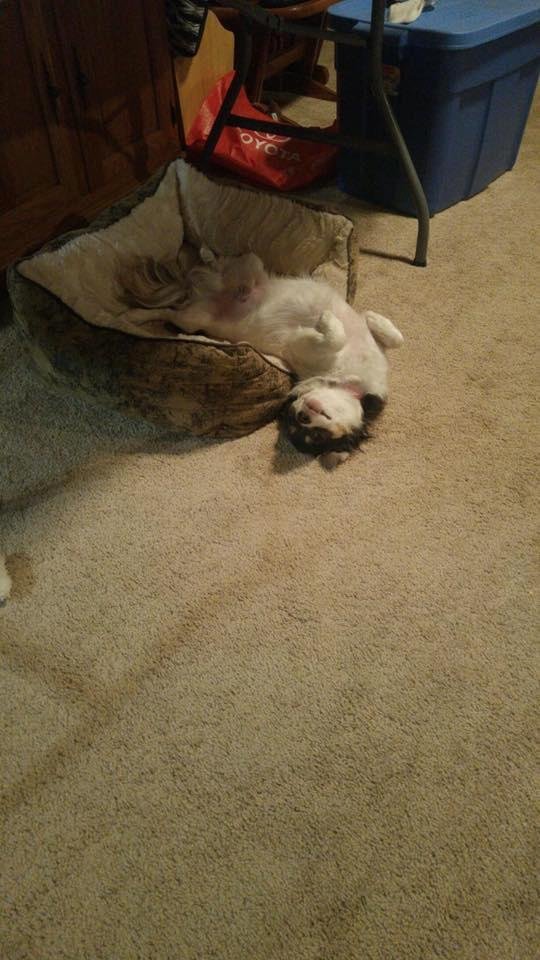 Sometimes it is hard to decide- in the bed or out?Lucky's solution