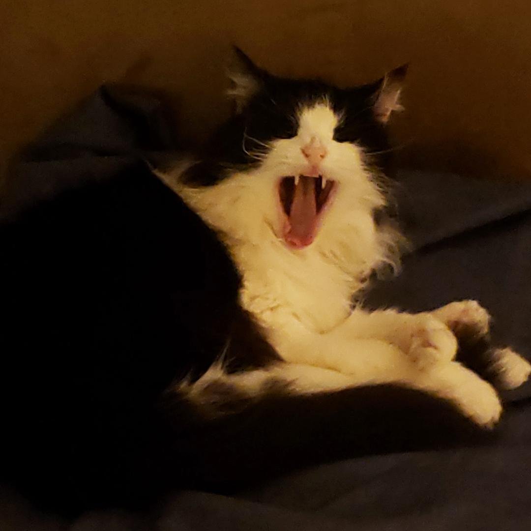 Did someone say "National Pet Day?"