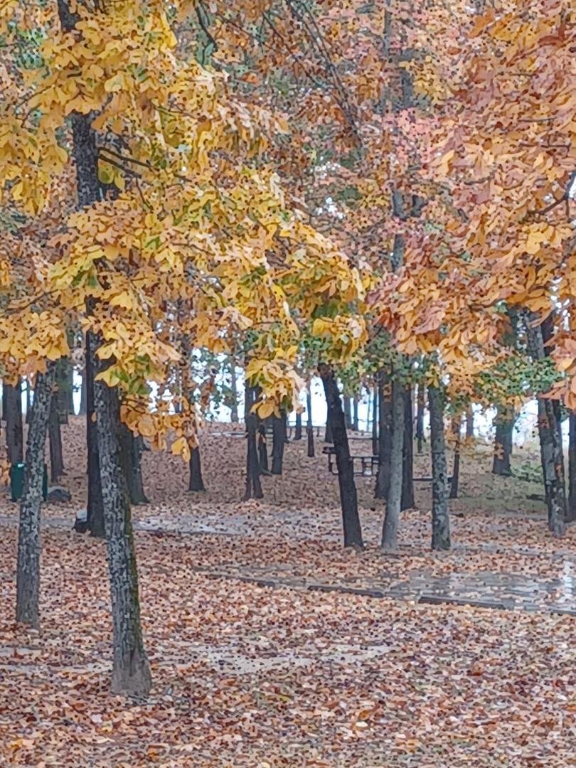 Caddo Bend swimming area has lots of yellows and golds - hope the sun is shining tomorrow morning (and the rain doesn't drop them today) so we can get better pics of the brighter leaves.