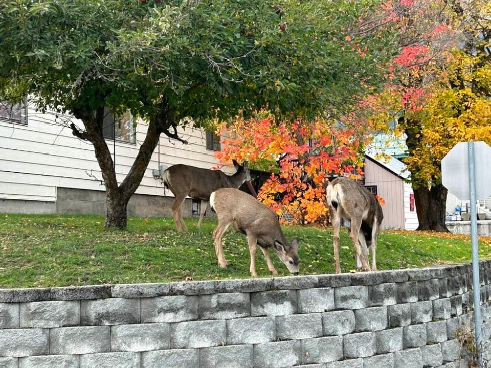 Saw these guys having some apples on our walk this afternoon.