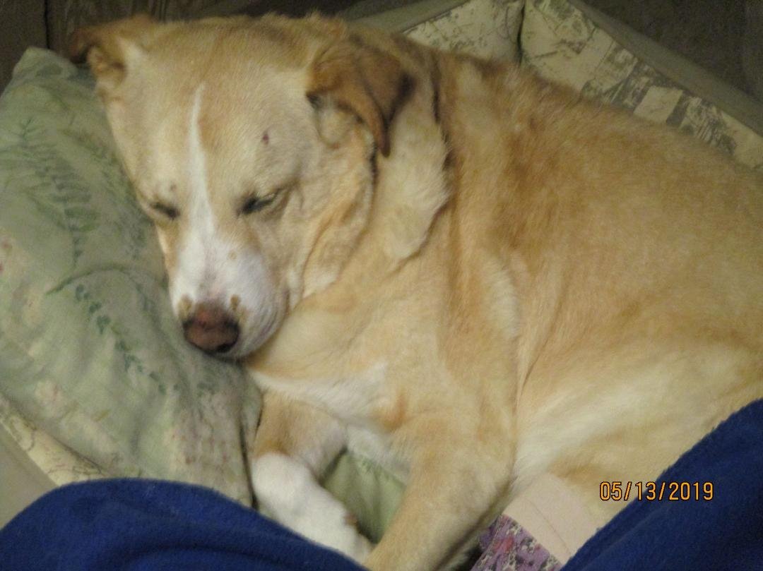 Lucy needs your good thoughts and prayers, home yesterday after surgery..bought her a little more time <3