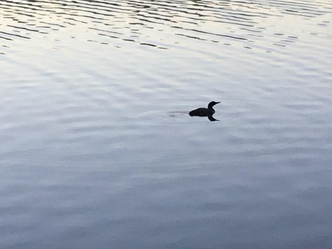 Thought I was the first one up this morning but looks like someone is already fishing