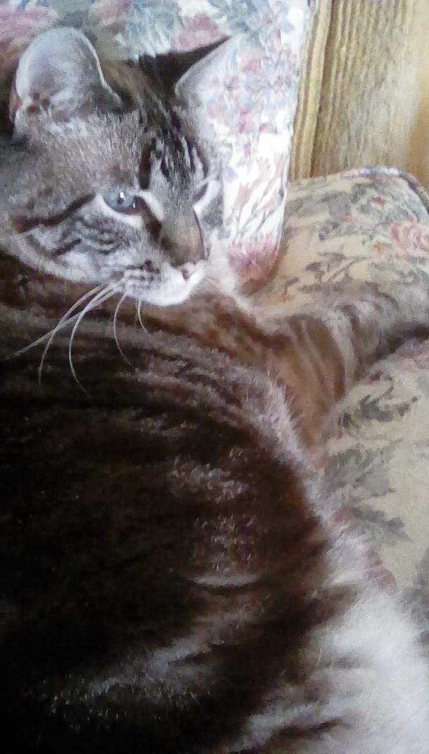Here is a recent picture of my kitty 🐱 who is the joy of my life.