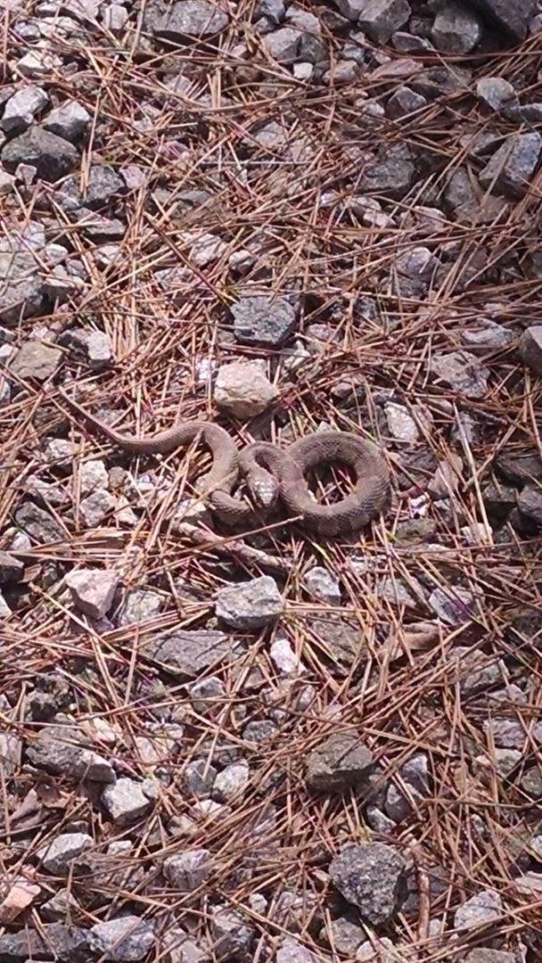 The baby Copperhead I just about stepped on while walking a dog a couple of days ago; saw a baby Cottonmouth on a rock in a shallow stream a week before!