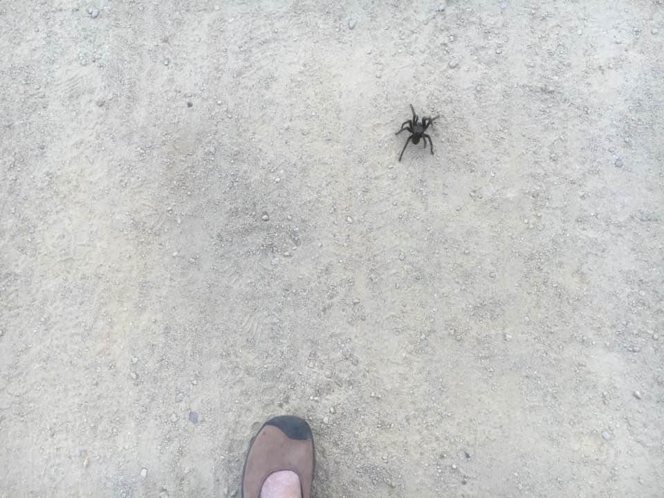 Now this is a spider!