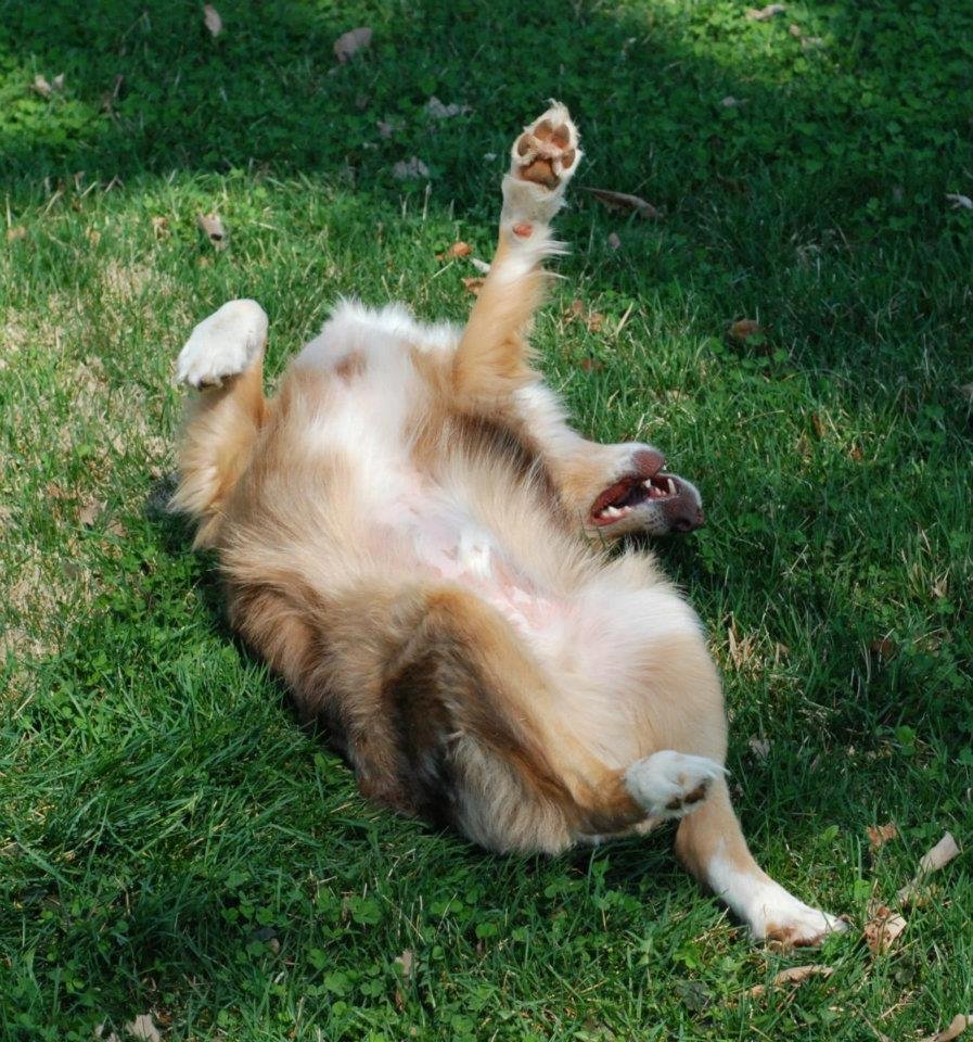 Ann Anderson's album, Dogs