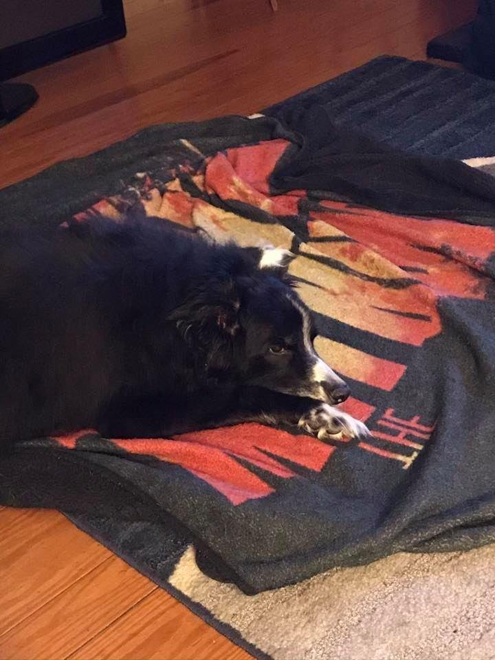 My border collie Chase died in his sleep. He was 13 and was my best pal ever.