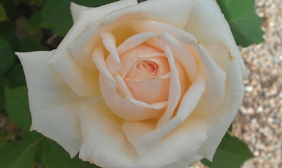 A sensational desert "white rose" that's almost in full bloom ...  Does it get much better than this?  Happy Sunday from beautiful Palm Springs, CA!  ;)