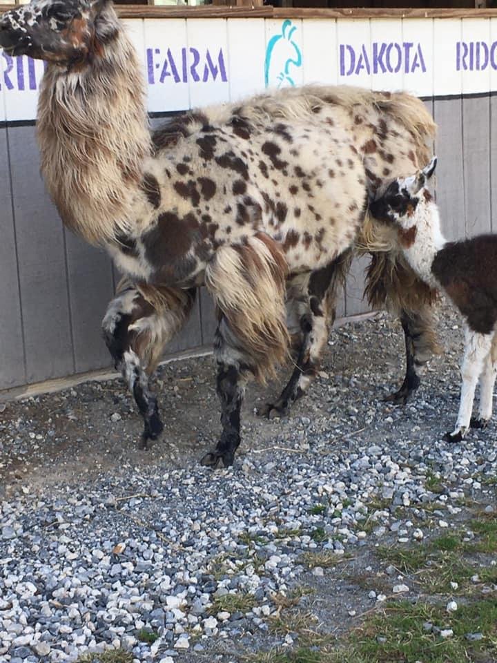 Started the day off with a tour of Grant’s cottage. Then onto a cruise around Lake Saratoga —ended the day visiting 54 llamas. The llama’s ages ranged from 24 years old to one week old
