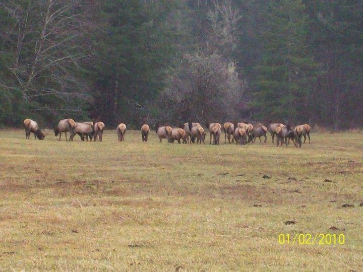 Daniel Wilbert's album, looking for elk